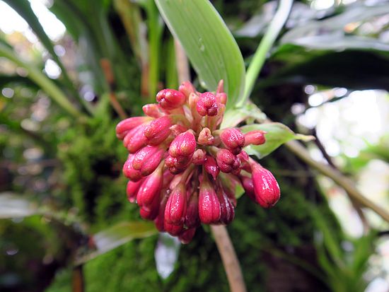 Bomarea pardina, Bomarie dfsdf