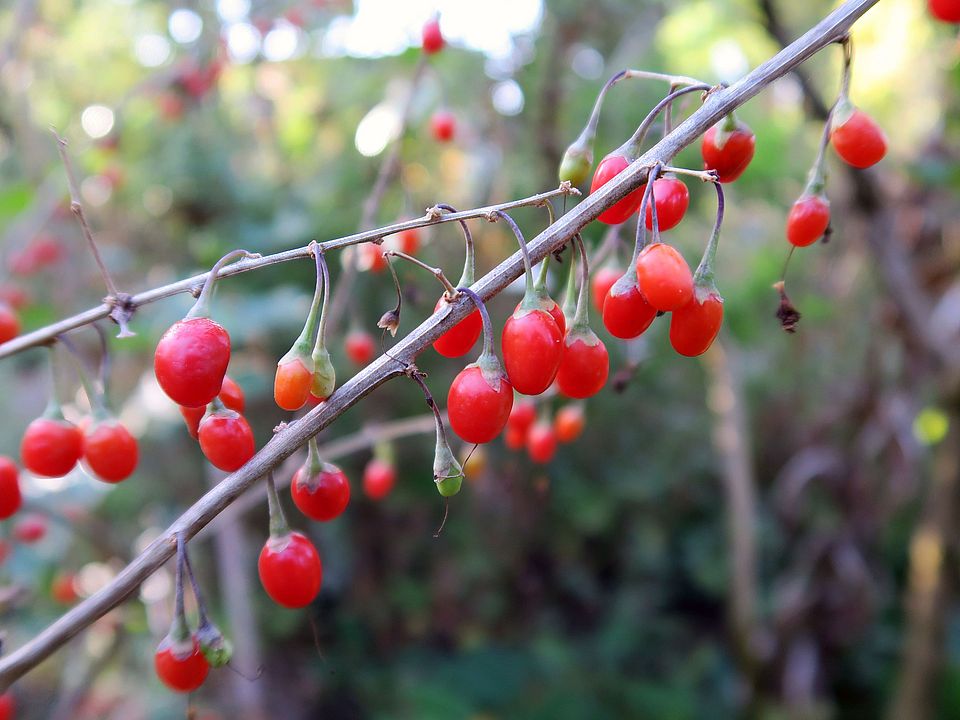 Lycium barbarum, Bocksdorn dfg