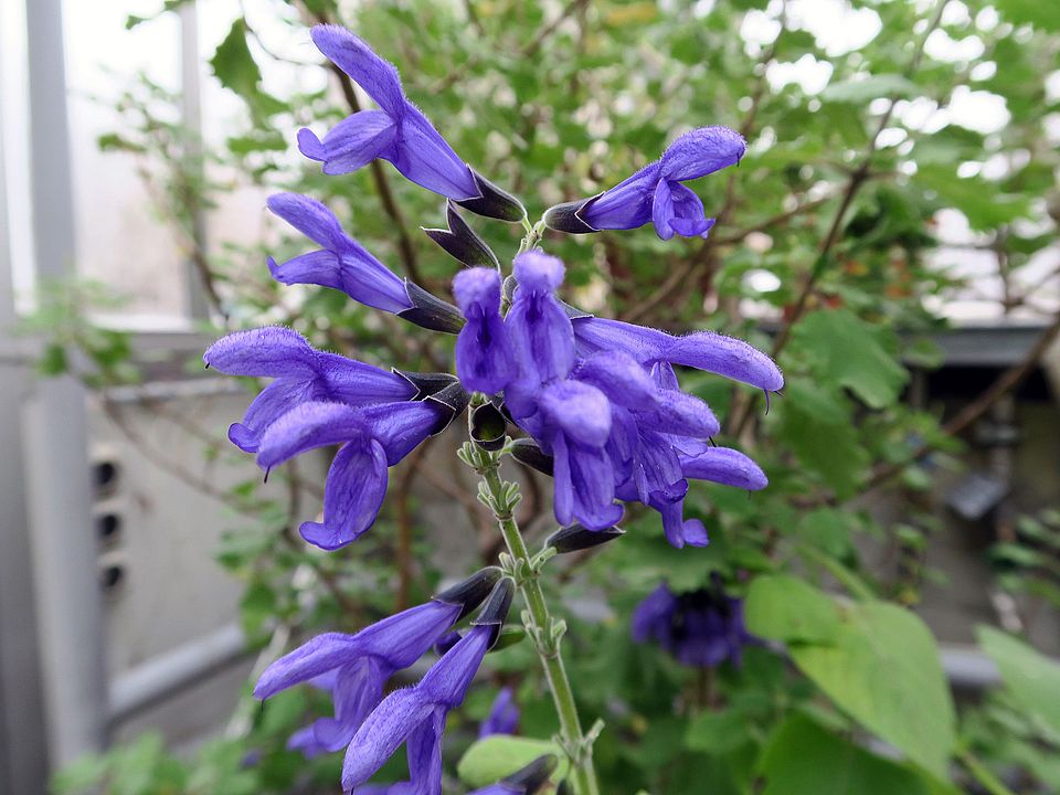 Salvia guaranitica, Guarani-Salbei fgdf