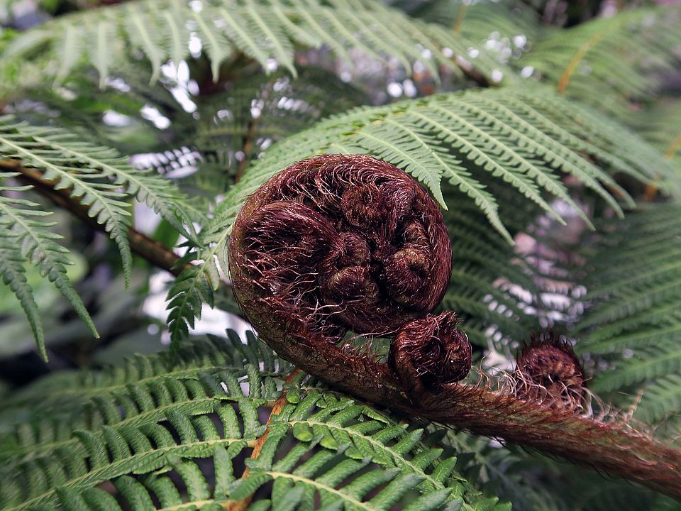 Sphaeropteris, Cyathea, Baumfarne dfgdf