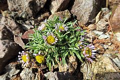 Townsendia exscapa, Stängellose Aster fgdfg