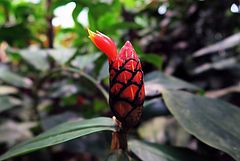 Costus pulverulentus, Spiralingwer sdfsdf