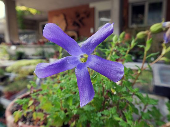 Cyananthus lobatus, Gelappte Blauröhre sdfsd