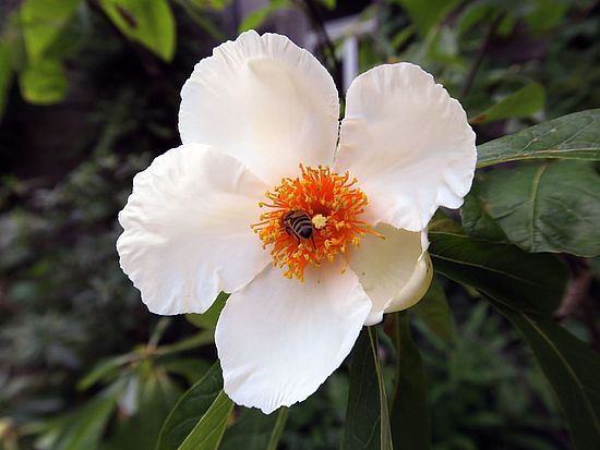 Franklinia alatamaha, Franklin-Baum ghfg