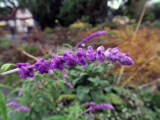 Salvia leucantha, Samt-Salbei dfsdf