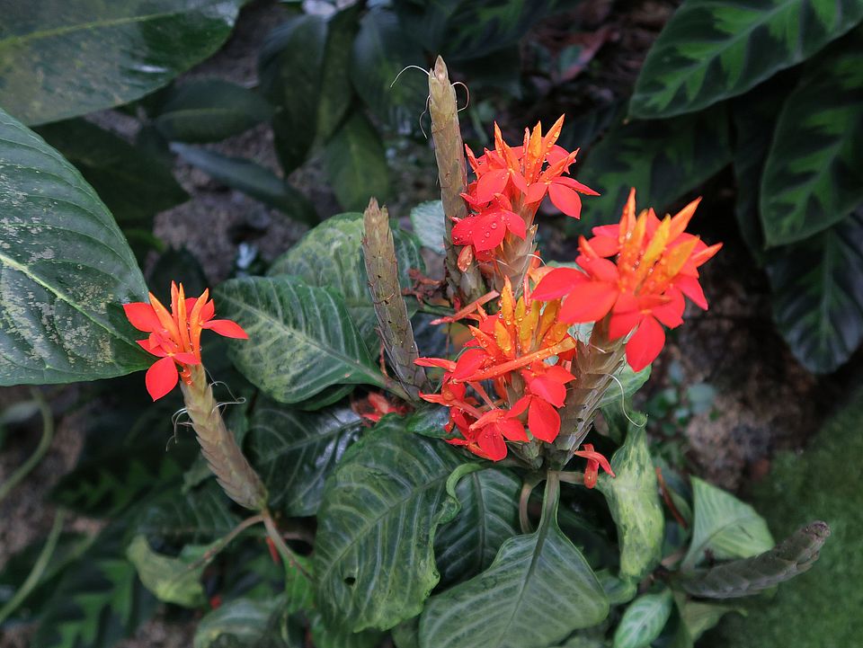 Aphelandra aurantiaca, Glanzkölbchen dfgdfg