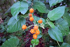 Solanum abutiloides, Zwerg-Baumtomate ddf