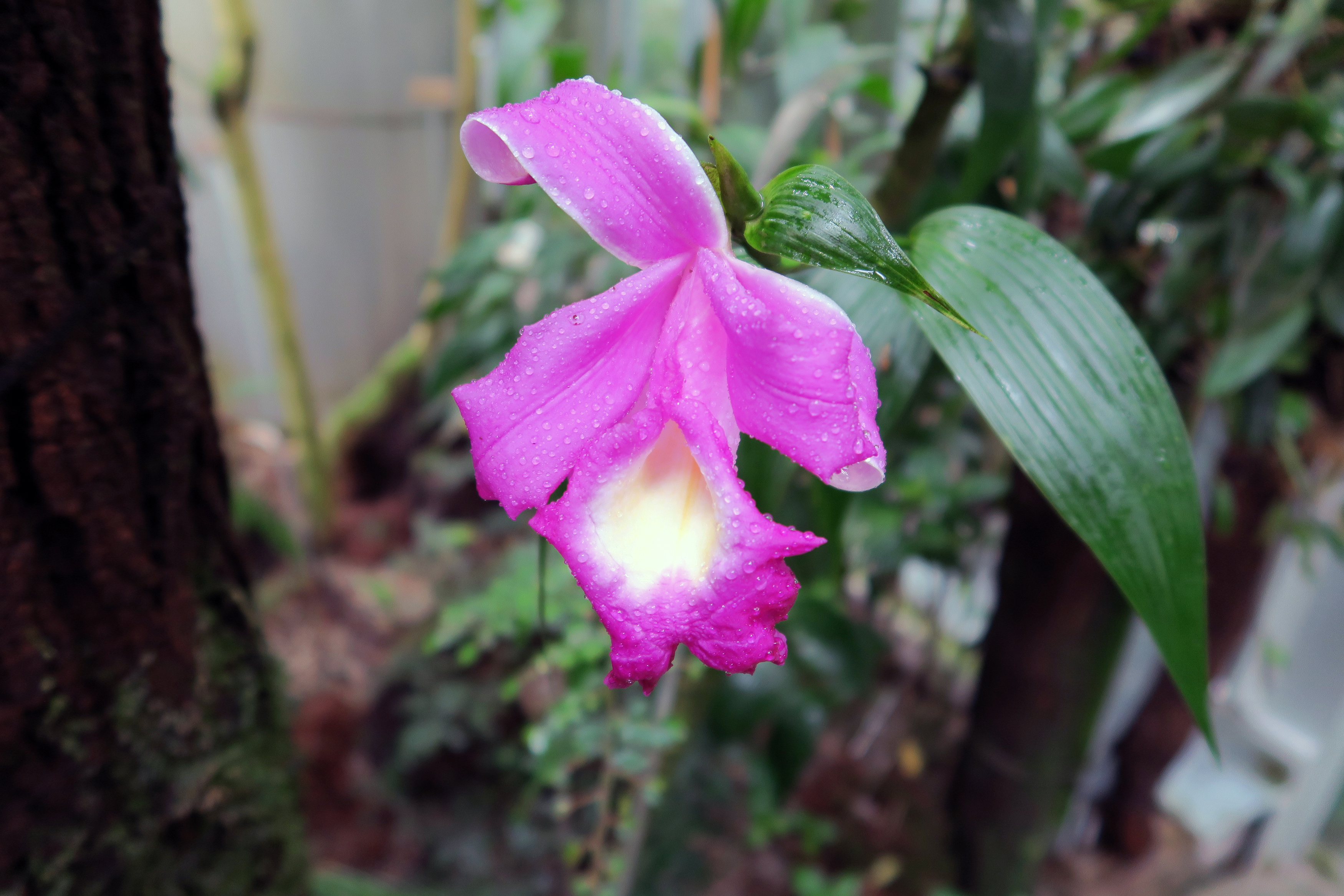 Sobralia macrantha, grossblütige Sobralia sdfsdf