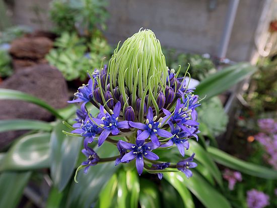 Scilla peruviana, Blaustern hjghj
