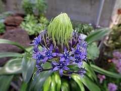 Scilla peruviana, Blaustern hjghj