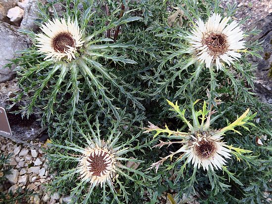 Carlina acaulis, Silberdistel dfdfs