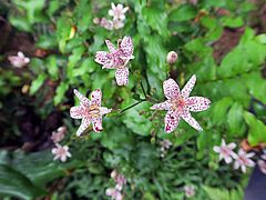 Tricyrtis hirta, Krötenlilie sdfsd