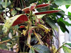 Columnea tenensis sddsd