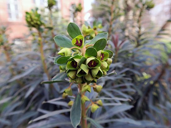 Euphorbia characias ssp. wulfenii, Palisaden-Wolfsmilch fgfg