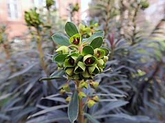 Euphorbia characias ssp. wulfenii, Palisaden-Wolfsmilch fgfg