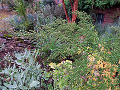 Artemisia annua, einjähriger Beifuss cvxv