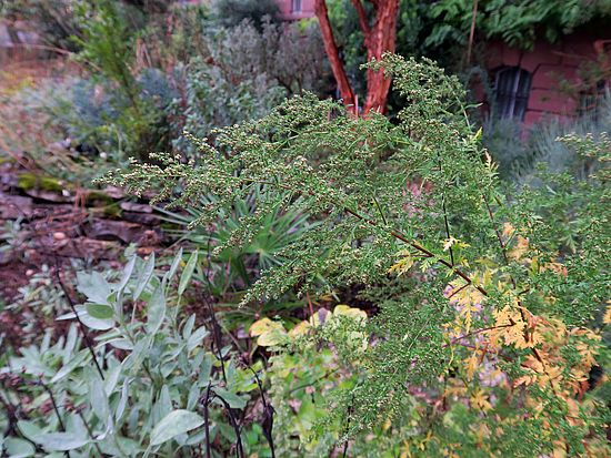 Artemisia annua, einjähriger Beifuss cvxv