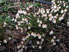 Cassiope selaginoides, Moosfarn-Schuppenheide dfs