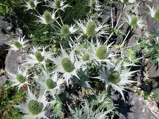 Eryngium variifolium, Atlas-Mannstreu sdfsdf