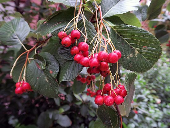Sorbus aria, Mehlbeere dfsf