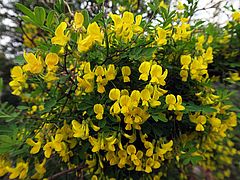 Hippocrepis emerus, Kronwicke sdfs