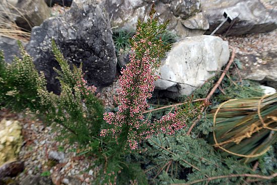 Erica arborea, Baumheide asda