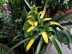 Guzmania gloriosa asd