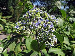 Dichroa versicolor, immergrüne Hortensie sdfsd