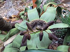 Welwitschia mirabilis, Welwitschie asdas