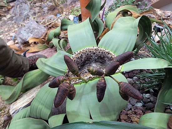Welwitschia mirabilis, Welwitschie asdas
