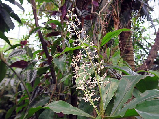Palisota hirsuta asd