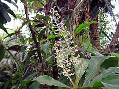 Palisota hirsuta asd