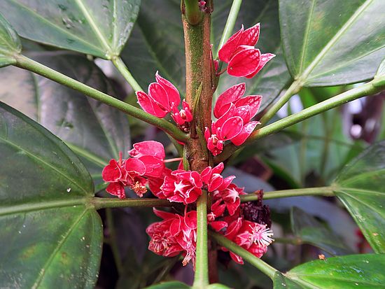 Pavonia strictiflora, Goethepflanze sdfsd