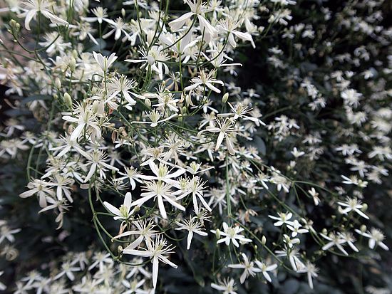 Clematis flammula, Mandel-Waldrebe sdfs