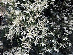 Clematis flammula, Mandel-Waldrebe sdfs