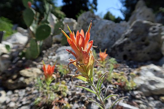 Castilleja integra, Präriefeuer dfs