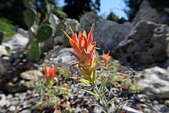 Castilleja integra, Präriefeuer dfs