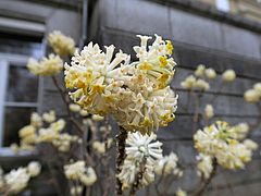 Edgeworthia papyrifera, Orientalischer Papierstrauch fgdfg