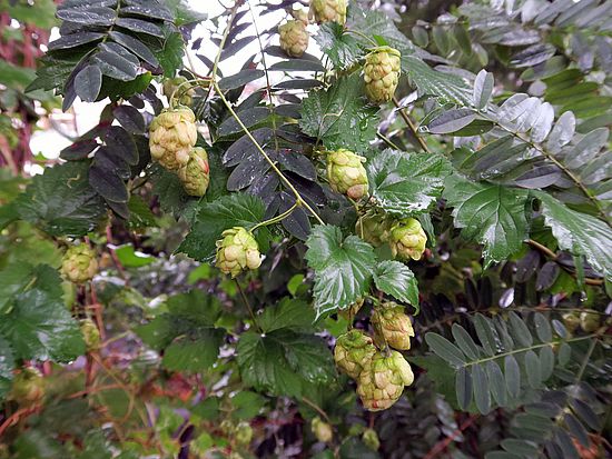 Hopfen, Humulus lupulus vxc