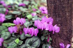 Cyclamen coum, Vorfrühlingsalpenveilchen fgfg