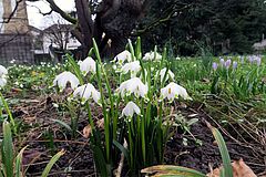 Leucojum vernum, Märzenbecher fgfgf