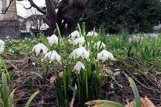 Leucojum vernum, Märzenbecher fgfgf