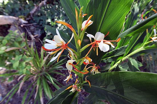 Hedychium spicatum, Ähriger Schmetterlingsingwer sdf