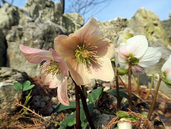 Helleborus niger, Christrose, Schneerose jghjghj