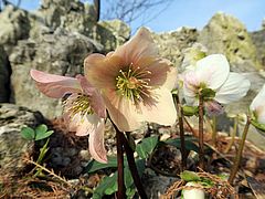 Helleborus niger, Christrose, Schneerose jghjghj