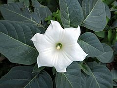 Datura innoxia, Grossblütiger Stechapfel dsfdf
