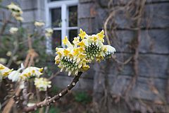 Edgeworthia papyrifera, Papierstrauch gg