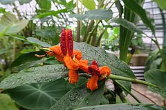 Hedychium horsfieldii, Ingwergewächs fgfg