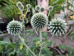 Echinops sphaerocephalus, Kugeldistel dsfsd