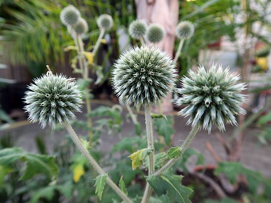 Echinops sphaerocephalus, Kugeldistel dsfsd